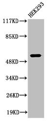 Anti-Cleaved-PLG (V98)