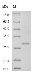 Transforming growth factor beta-1 proprotein (Tgfb1), partial, rat, recombinant