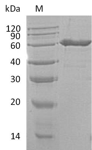 5&#039;-nNucleotidase (NT5E), partial (Active), mouse, recombinant