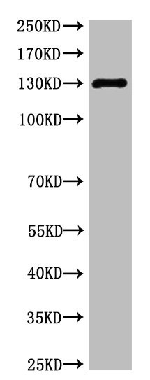 Anti-NOS3 Monoclonal