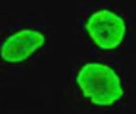 Anti-acetyl-Histone H3 (Lys56)