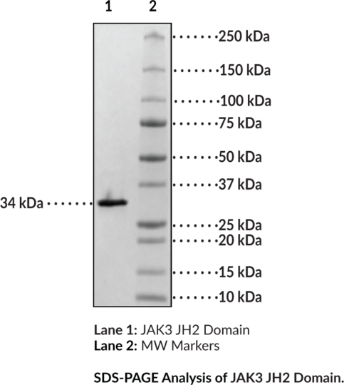 JAK3 JH2 Domain (human, recombinant, aa 511-790) - Biotinyla