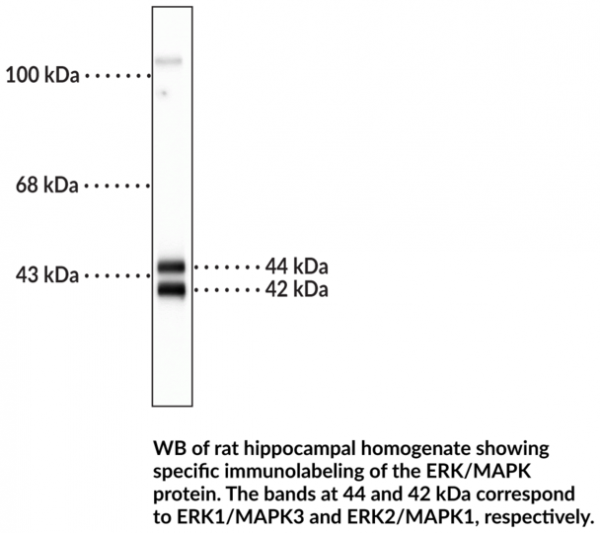 Anti-ERK/MAPK