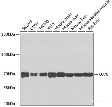 Anti-XRCC6