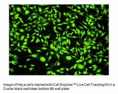 Cell Explorer(TM) Live Cell Tracking Kit *Green Fluorescence* | AAT ...