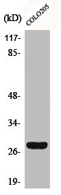 Anti-CD160