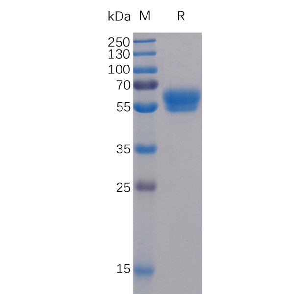 Human 4-1BB Ligand Protein, mFc-His Tag