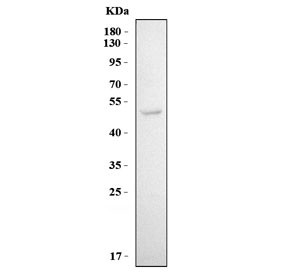 Anti-KIR3DL1 / CD158e