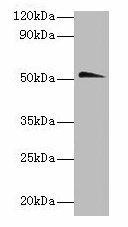 Anti-Chrna1