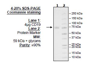 CD19, Fc-Fusion (IgG1), Avi-Tag, Biotin-Labeled