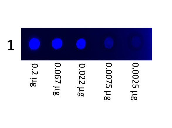 Mouse IgG3 Subclass Fluorescein Conjugated