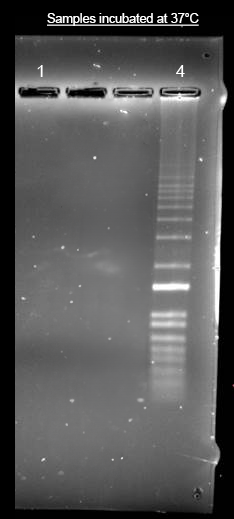 Helixyte(TM) iFluor(R) 350 Nucleic Acid Labeling Dye