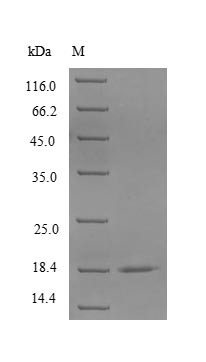 CD40 ligand (CD40LG), partial, rabbit, recombinant