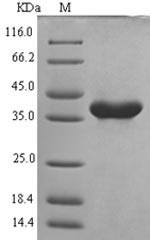 NACHT, LRR and PYD domains-containing protein 3 (Nlrp3),partial, mouse, recombinant