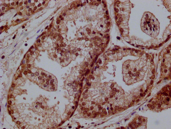 Anti-PRKAG1 Recombinant Monoclonal, clone 5E5