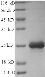 Chymase (CMA1), dog, recombinant