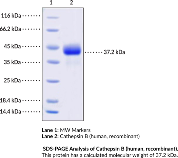 Cathepsin B (human, recombinant)