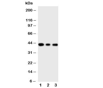 Anti-MAPK13