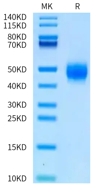 Biotinylated Human BTN2A1 Protein