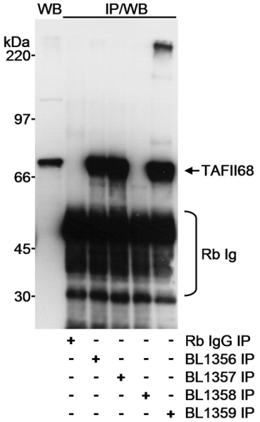 Anti-TAFII68