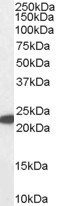 Anti-Glutathione Peroxidase 1 (iso1), Internal