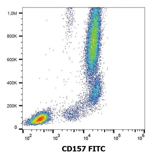 Anti-CD157 / BST1 (FITC), clone SY11B5