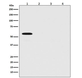 Anti-Firefly Luciferase, clone DAB-6