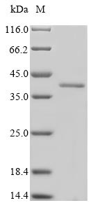 Survival motor neuron protein (Smn1), mouse, recombinant