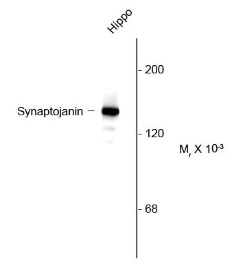 Anti-Synaptojanin 1, clone 5H1