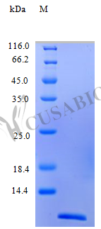 C-C motif chemokine 2 protein (CCL2) (Active), human, recombinant