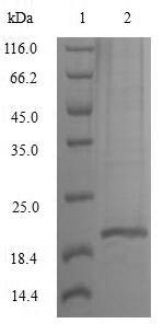 Interleukin-10 (IL10), Macaca mulatta, recombinant