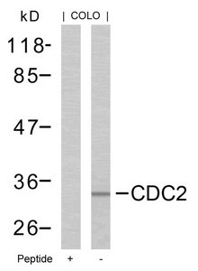 Anti-CDK1 (Ab-161)