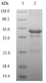 Histone H2A.Z (H2AFZ), human, recombinant
