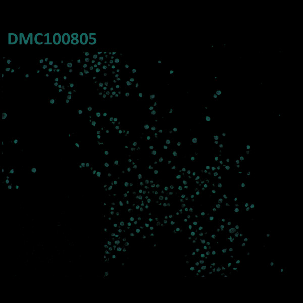 Anti-CD19 antibody(11B9), IgG1 Chimeric mAb