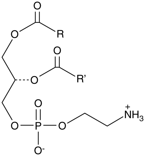 Phosphatidylethanolamine (chicken egg)