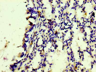 Anti-CD163 Recombinant Monoclonal, clone 7B2