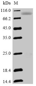 Semaphorin-3F (SEMA3F), human, recombinant