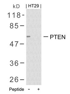 Anti-PTEN (Ab-380/382/383)