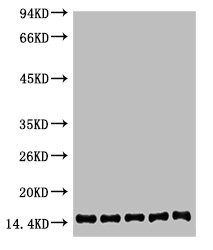 Anti-Histone H2B Monoclonal