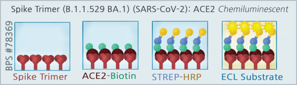 Spike Trimer (S1+S2) (B.1.1.529 BA.1, Omicron Variant) (SARS-CoV-2): ACE2 Inhibitor Screening Chemil