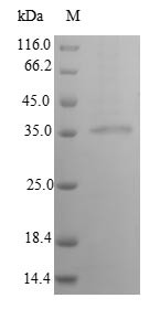 Interferon alpha-14 (IFNA14), human, recombinant