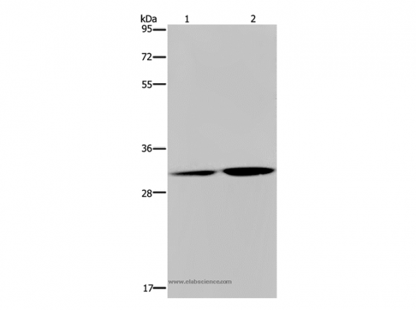 Anti-DNASE1L3