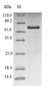 Uricase (UOX), swine, recombinant