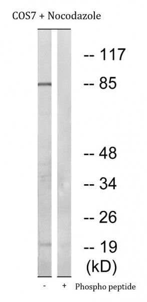 Anti-phospho-MCM4 (Ser54)