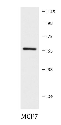 Anti-phospho-PTEN (Ser380)