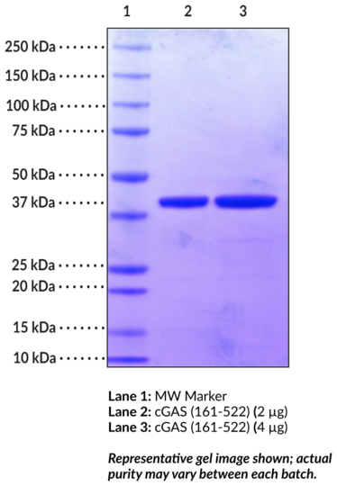 cGAS (161-522) (human recombinant)