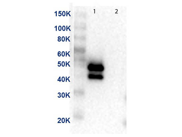 Anti-MEK1 C-Term, clone 13B6.G12, Peroxidase Conjugated