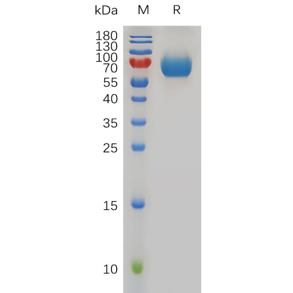 Mouse CD48 Protein, hFc Tag