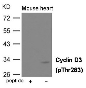 Anti-Phospho-CCND3 (Thr283)