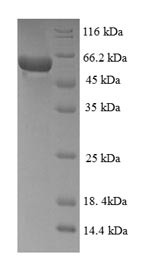 Mitogen-activated protein kinase 13 (MAPK13), human, recombinant